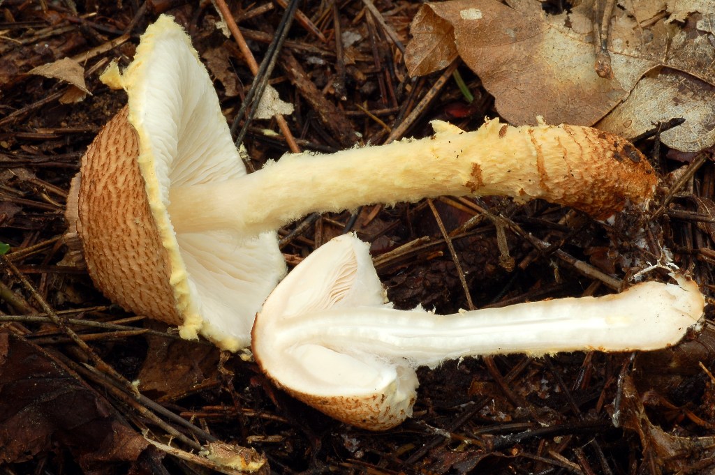 Lepiota.